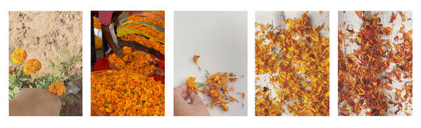 Marigold flower to powder