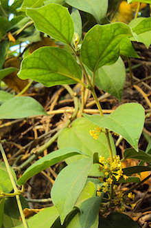 gymnema sylvestre