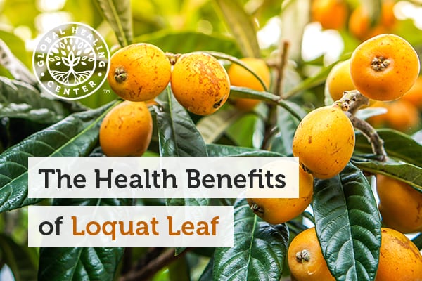 The loquat leaf helps promote normal blood sugar and liver support.