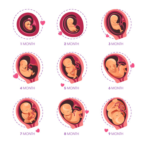Embryo development during pregnancy. When can you find out the gender of your baby?