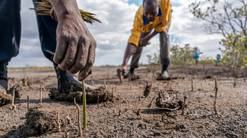 Your review will plant a tree in an area devastated by deforestation  