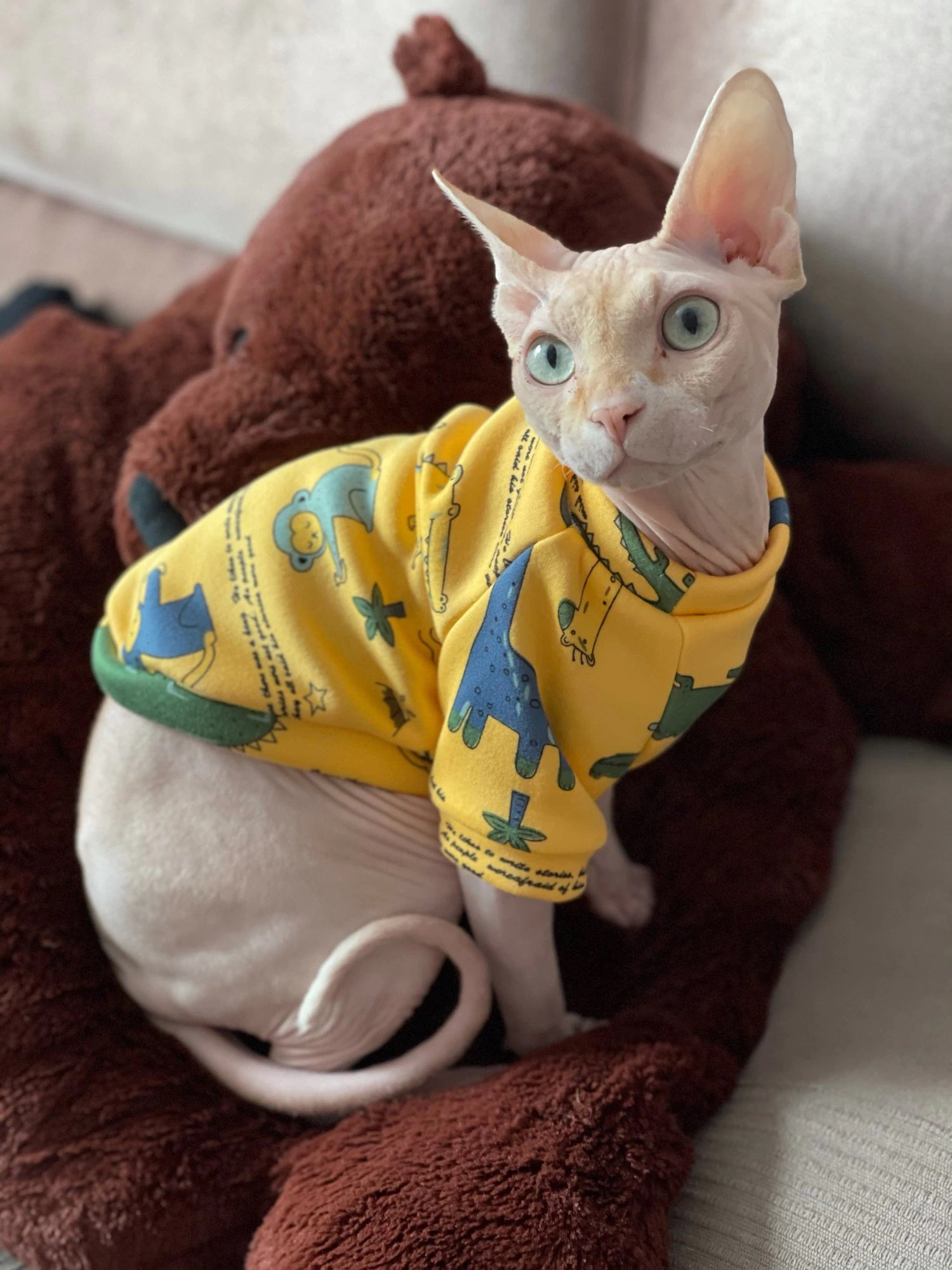 cute hairless cat in sweater