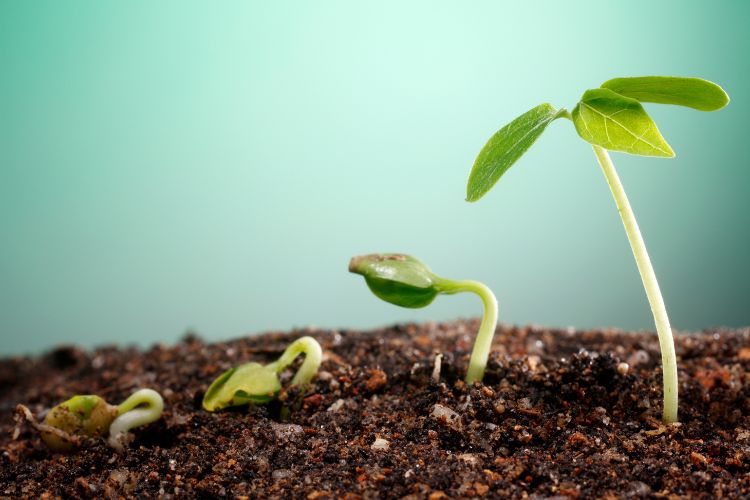 Growth stages of a plant 