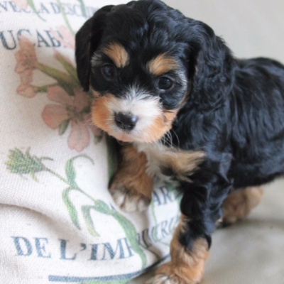 black white and tan cavoodle puppy colour