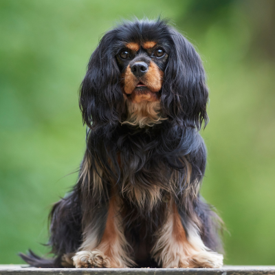 Black and Tan cavalier