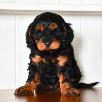 black and tan cavoodle puppy colour
