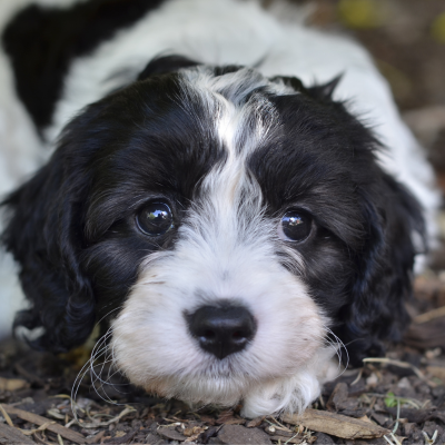 black and white cavoodle puppy colour