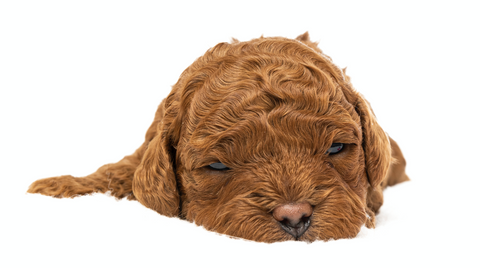 How to pick a cavoodle puppy that wont fade in colour