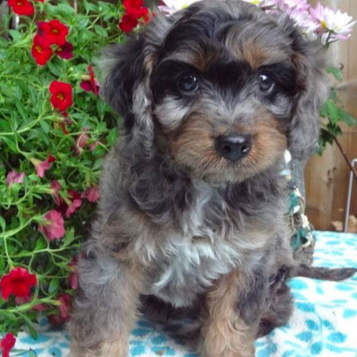 merle cavoodle puppy coat colouring