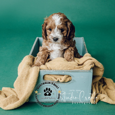 ruby and white marking cavoodle colour puppy