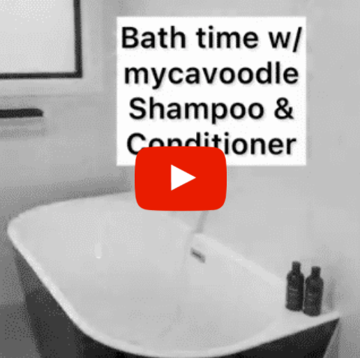 bath time with mycavoodle shampoo and conditioner
