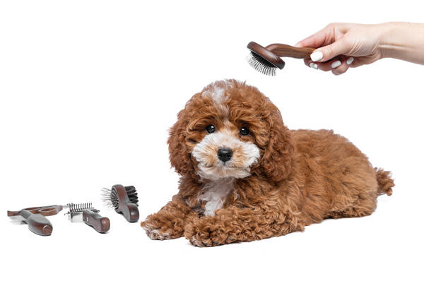are cavoodle puppies high maintenance - grooming