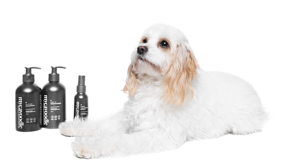 cavoodle maintenance shampoo and conditioner