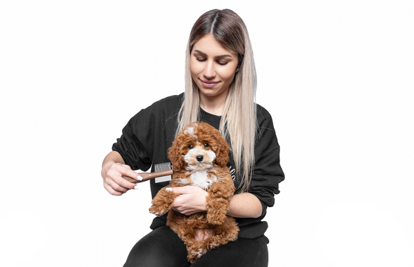 desensitising your cavoodle puppy to grooming and brushing