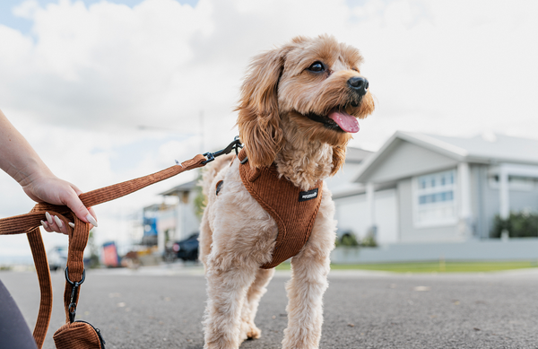 The Critical Socialisation Period: Shaping Your Cavoodle's Future Behaviour