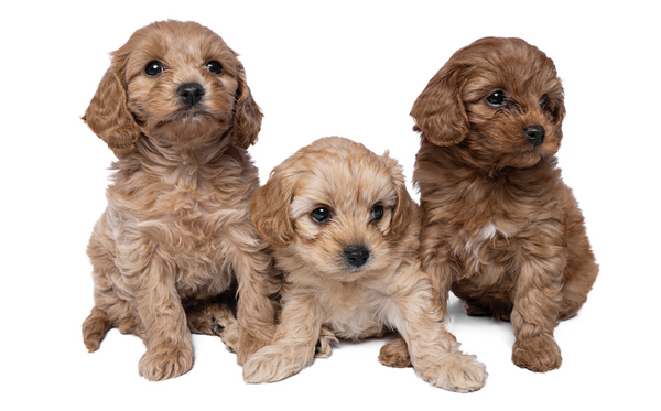 choosing a cavoodle breeder and puppy