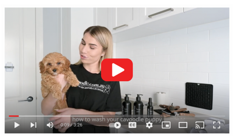 how to wash your cavoodle puppy from home