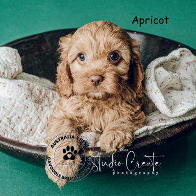 apricot cavoodle puppy colour