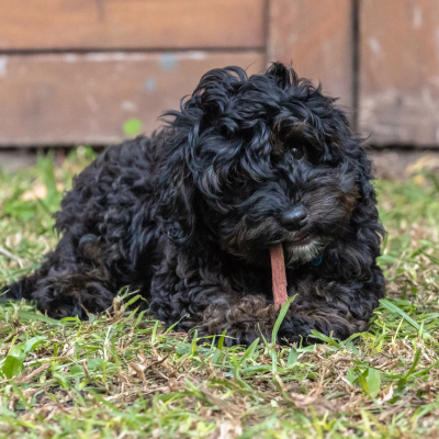 a black coloured cavoodle puppy