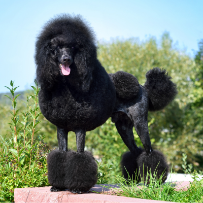 black poodle coat