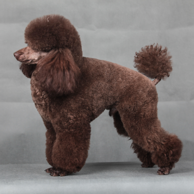 brown poodle coat