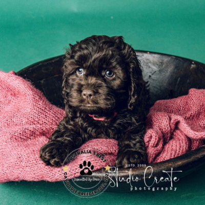 chocolate cavoodle puppy / brown cavoodle puppy