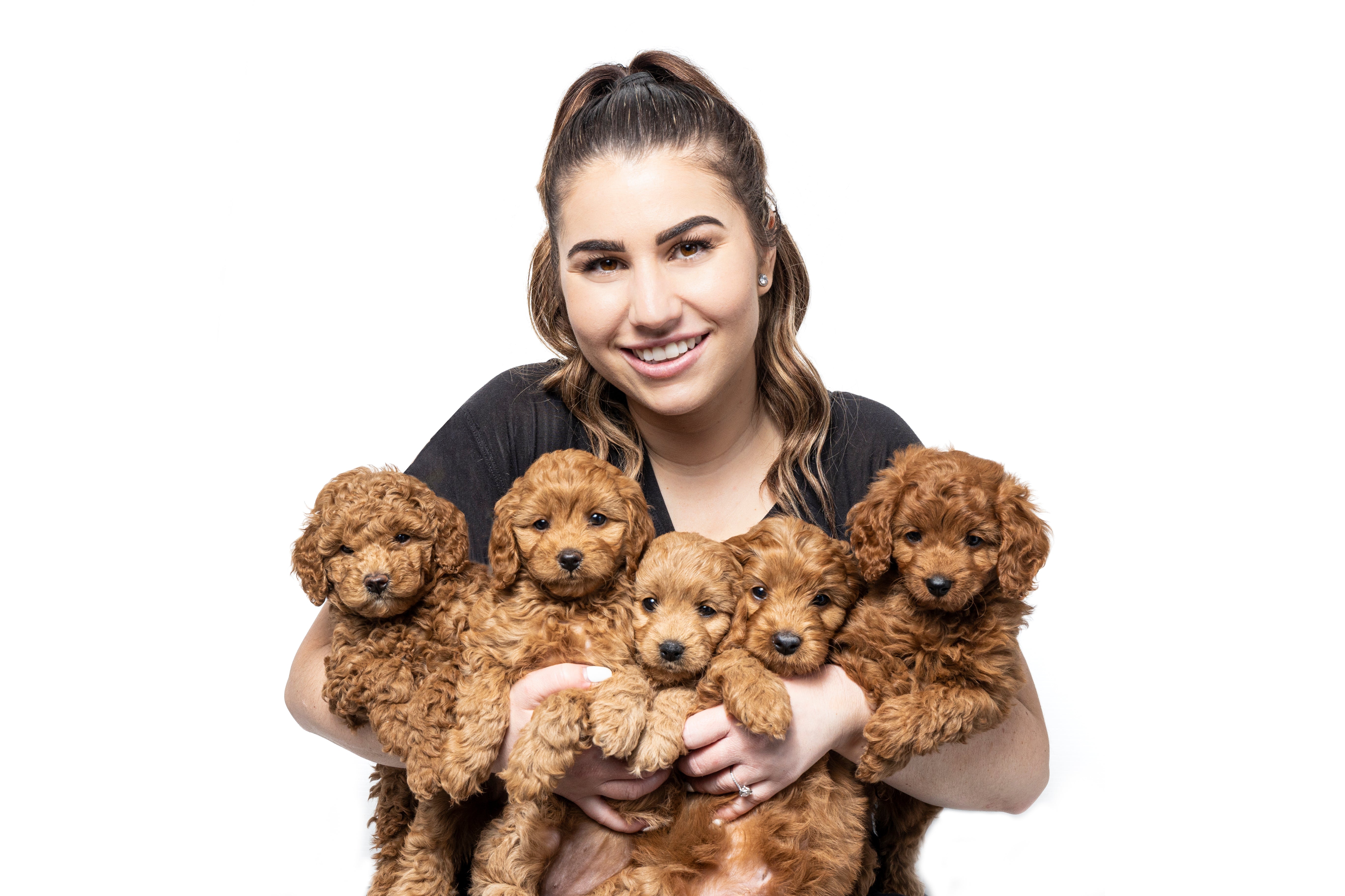 my cavoodle litter-4 (1).jpg__PID:698ca79e-43f8-421f-b59d-6188d0c6fc13