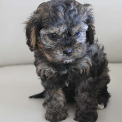 sable cavoodle coloured puppy