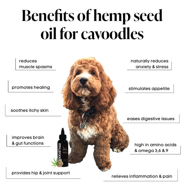 cavoodle puppies hemp seed oil itchy skin