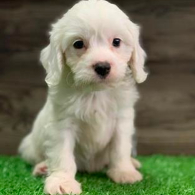 white cavoodle puppy