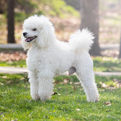 white poodle coat