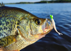 Best Crappie Plastics