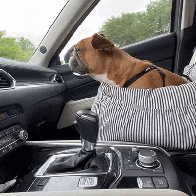 Orthopädischer Hunde Autositz inkl. Gurt