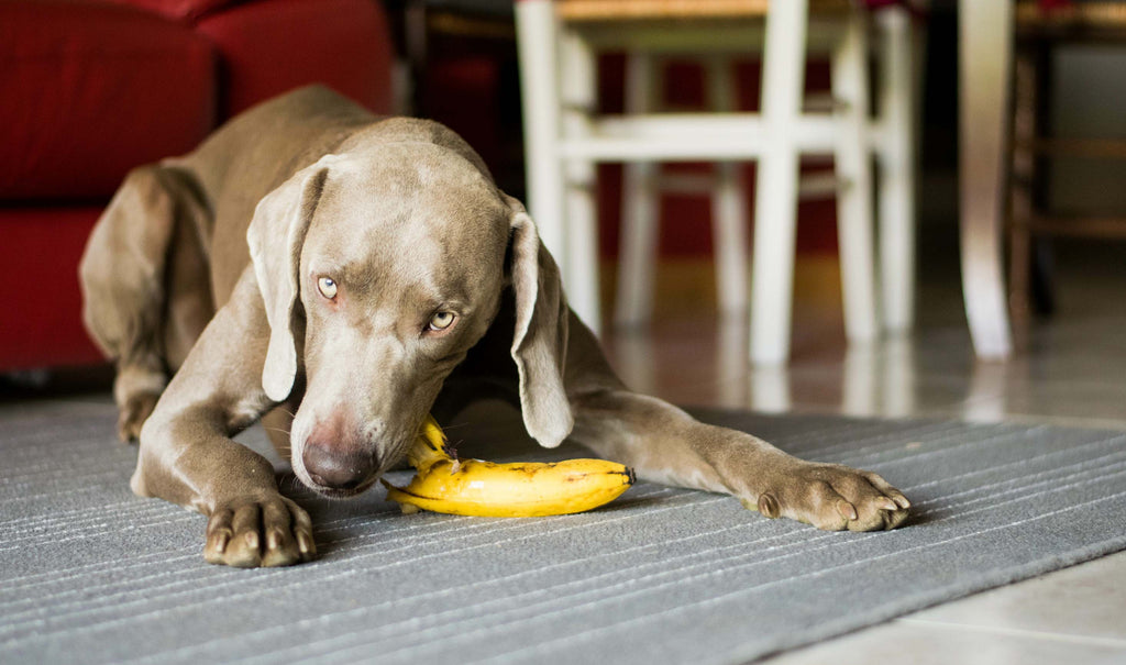 Trafik Bliv forvirret princip Dürfen Hunde eigentlich Bananen essen? – paexfood.de