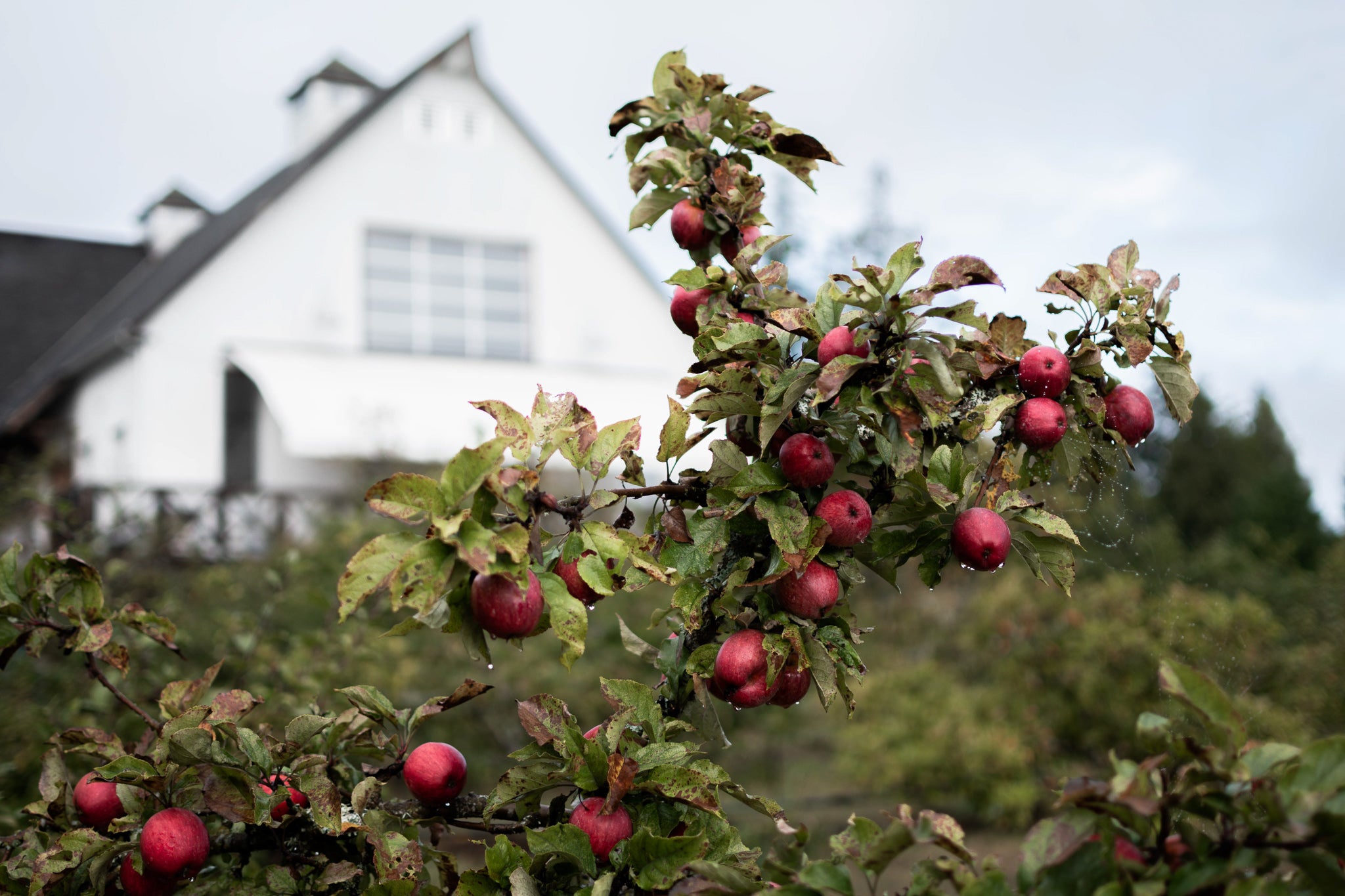 Sea Cider Farm and Ciderhouse orchard in the fall ready to harvest the apples