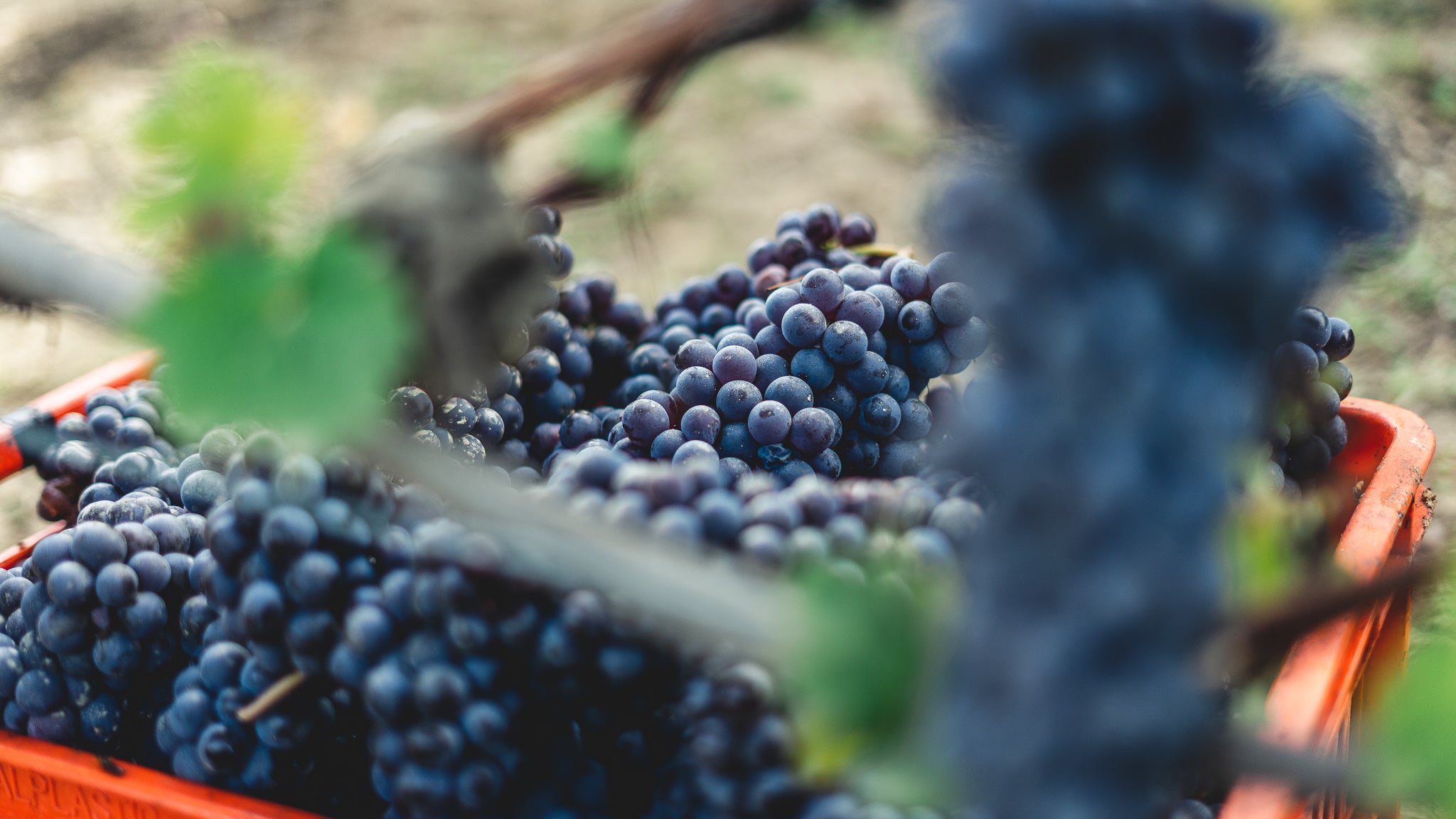 pinot noir grapes in a vineyard