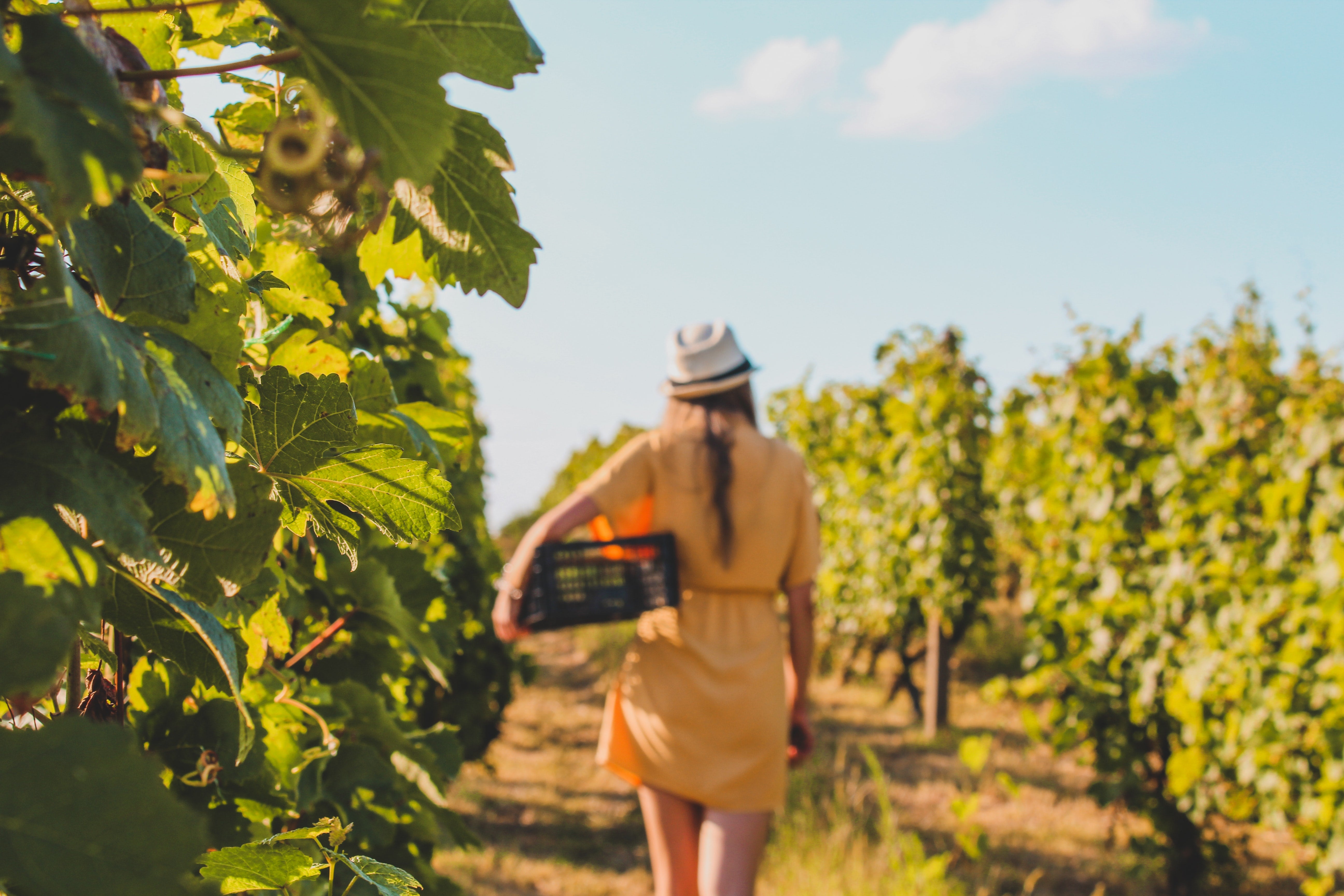 Syrah or shiraz grapes being harvested from a vine in a winery orchard