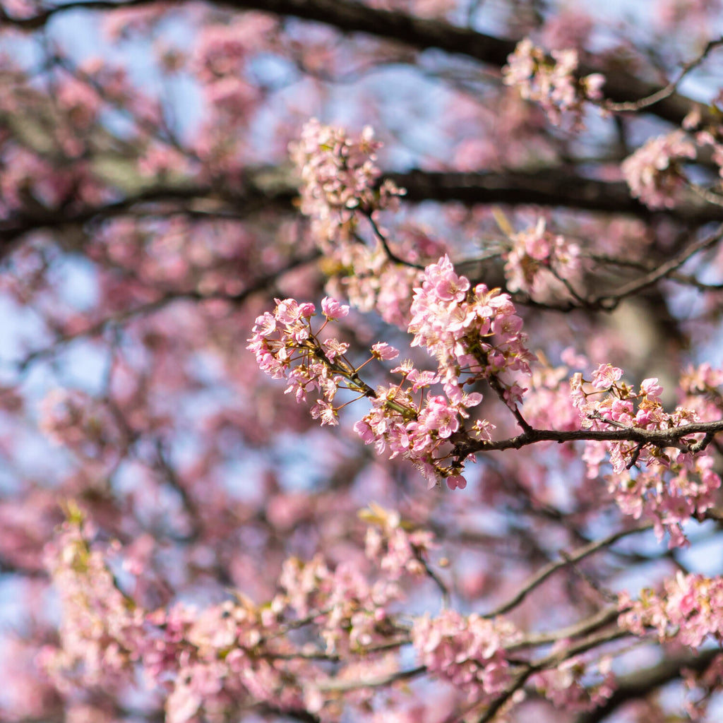 Cherry Blossoms