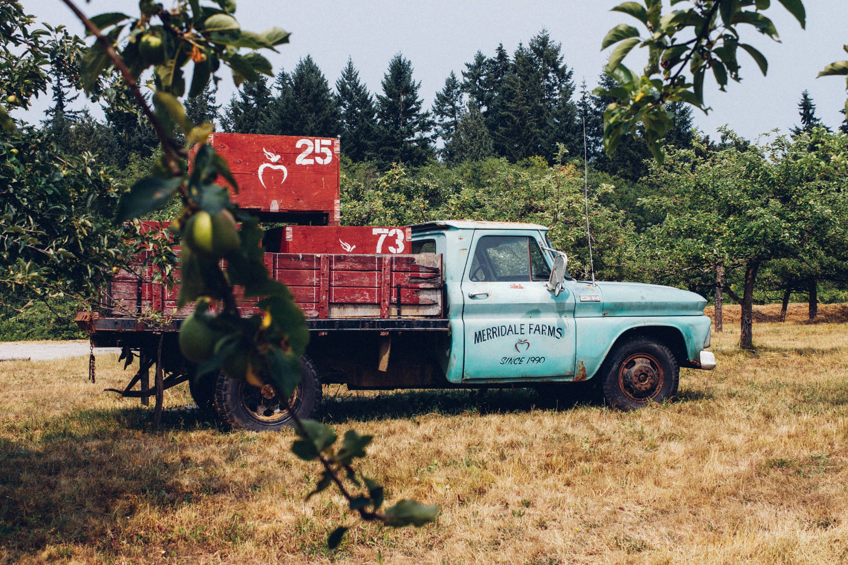 Merridale Cider is a larger cidery in the Greater Victoria Region, and pictured is a turquoise old pickup truck carrying crates for apples within the orchards.