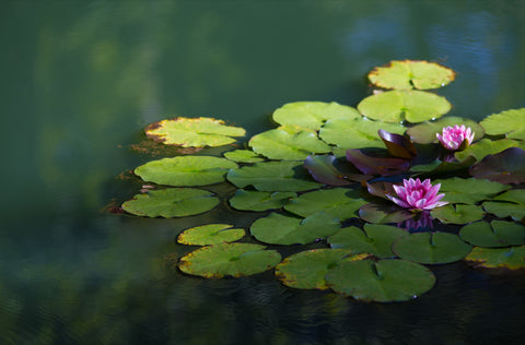 shade pond plants