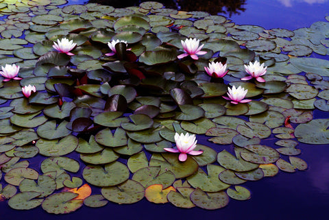 floating pond plants