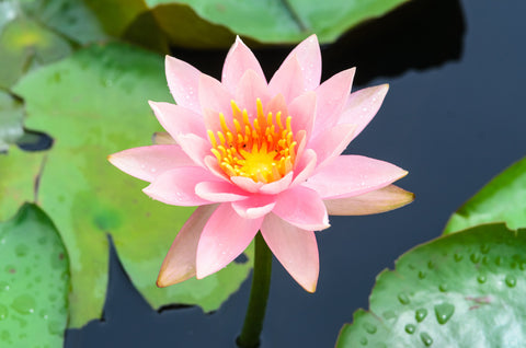 water lily for sale 