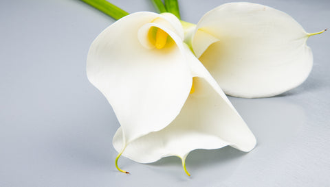 white calla lilly