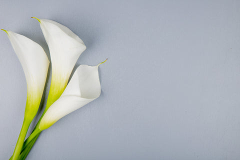 white cala lily