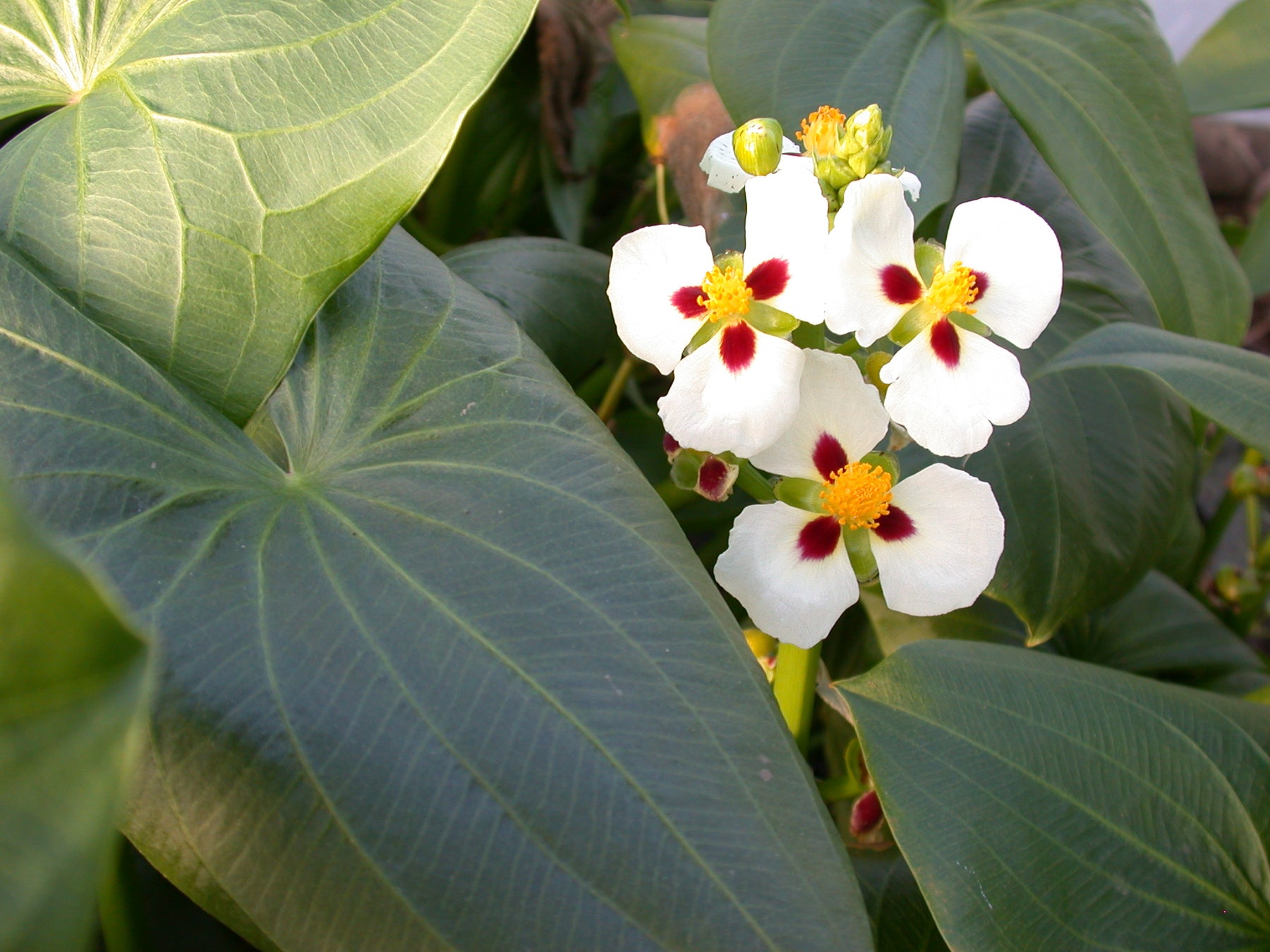 arrowhead plant seedling