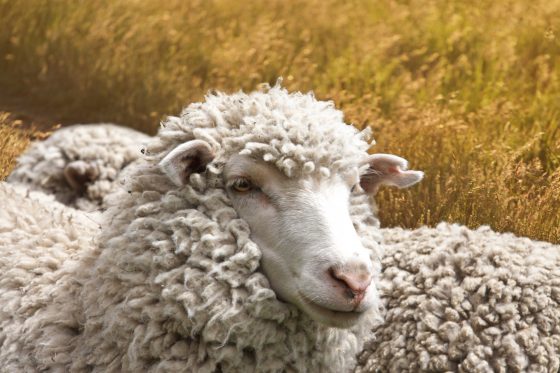 A merino sheep, provider of the worlds best wool