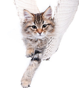 Les Chats Perches Boutique D Arbres A Chats Accessoires Pour Chats Les Chatsperches