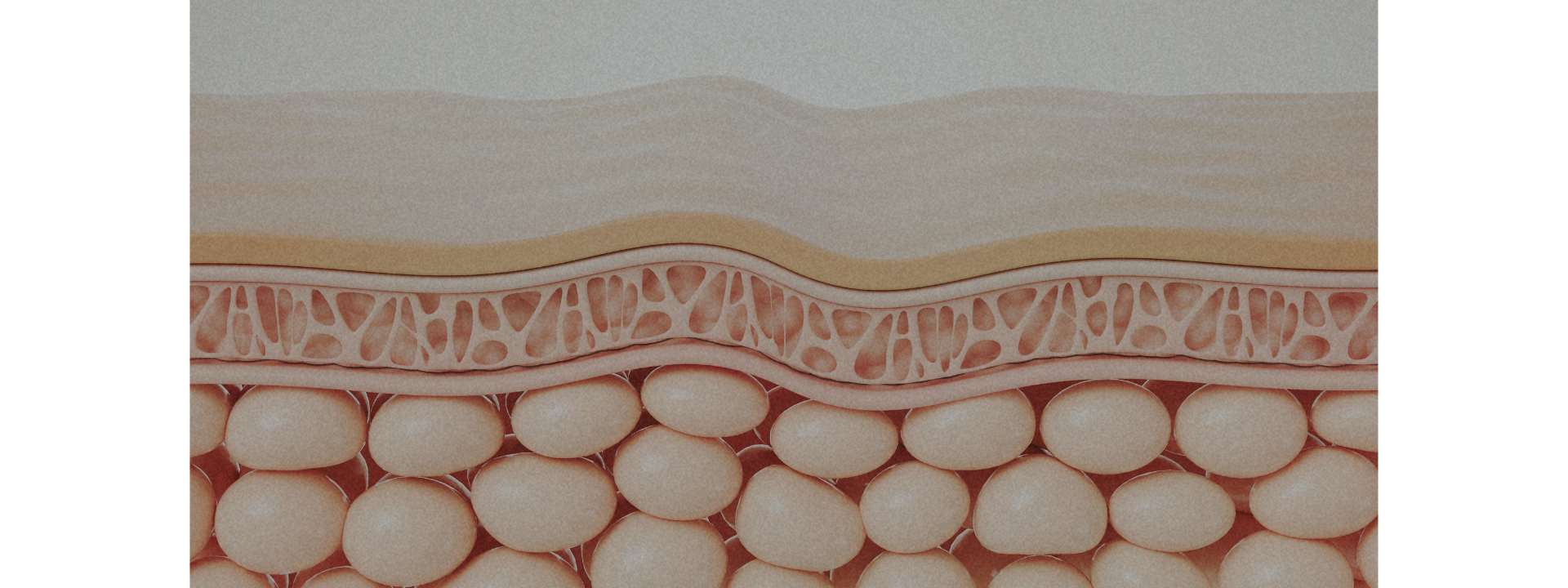 Bionassay Skin Layers