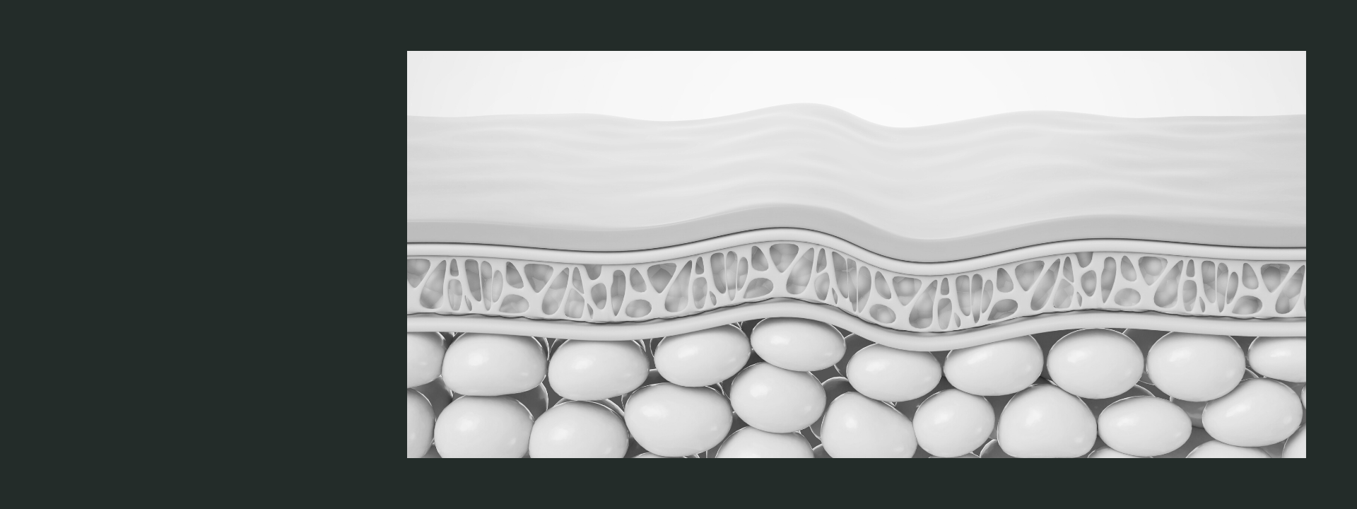 bionassay skin layers