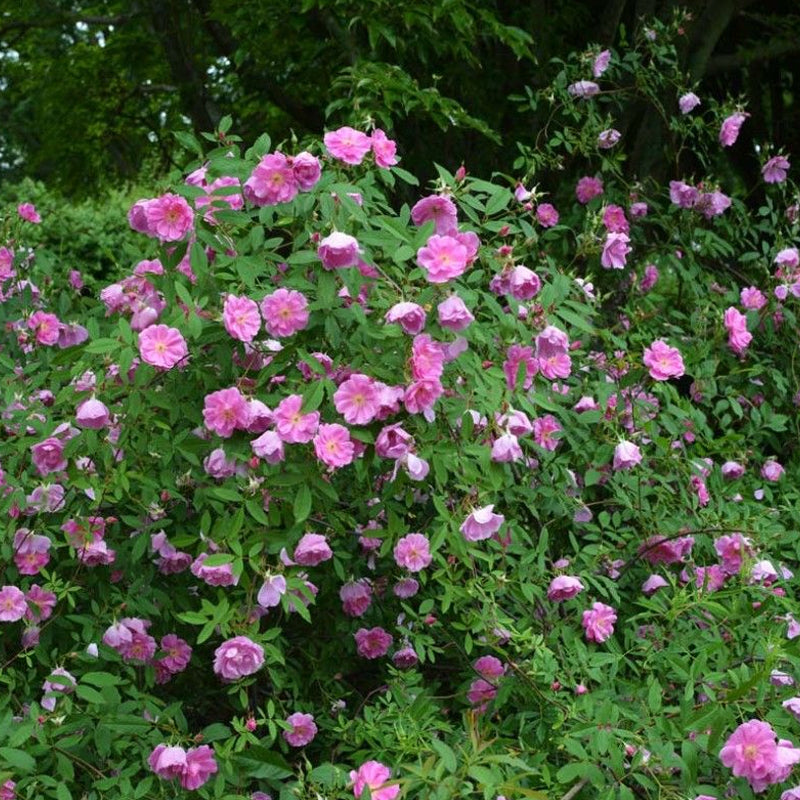 Rosa palustris (Swamp Rose) – MySeedsCo